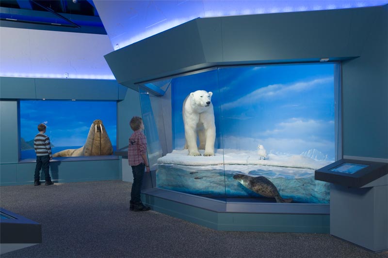 Utställningen Polartrakterna på Naturhistoriska riksmuseet
