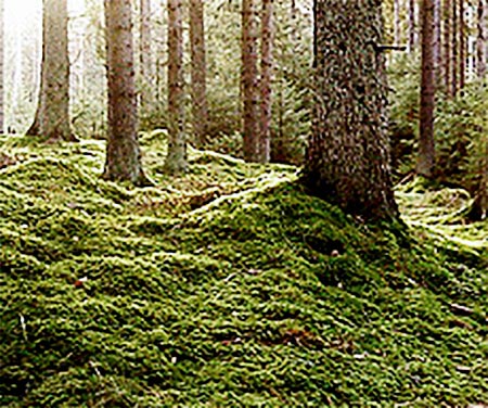 Trollkäringeskogen utanför Finspång