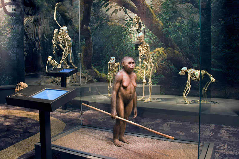 Utställningen Den mänskliga resan på Naturhistoriska riksmuseet